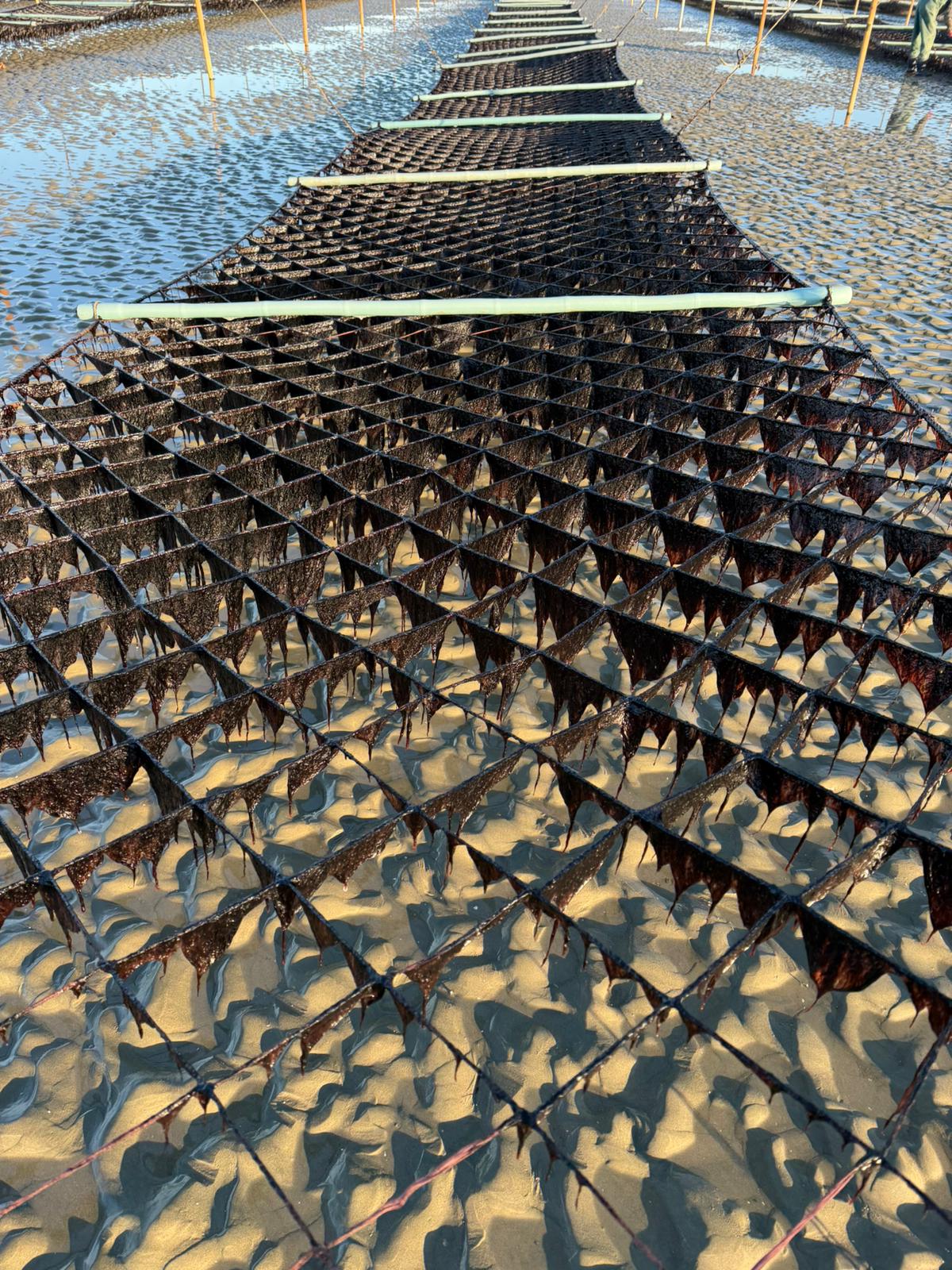 Korean seaweed farm - partner farm landscape